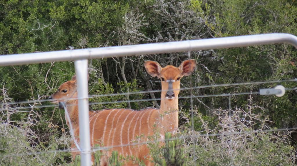 Kudu Ridge Game Lodge Addo Dış mekan fotoğraf