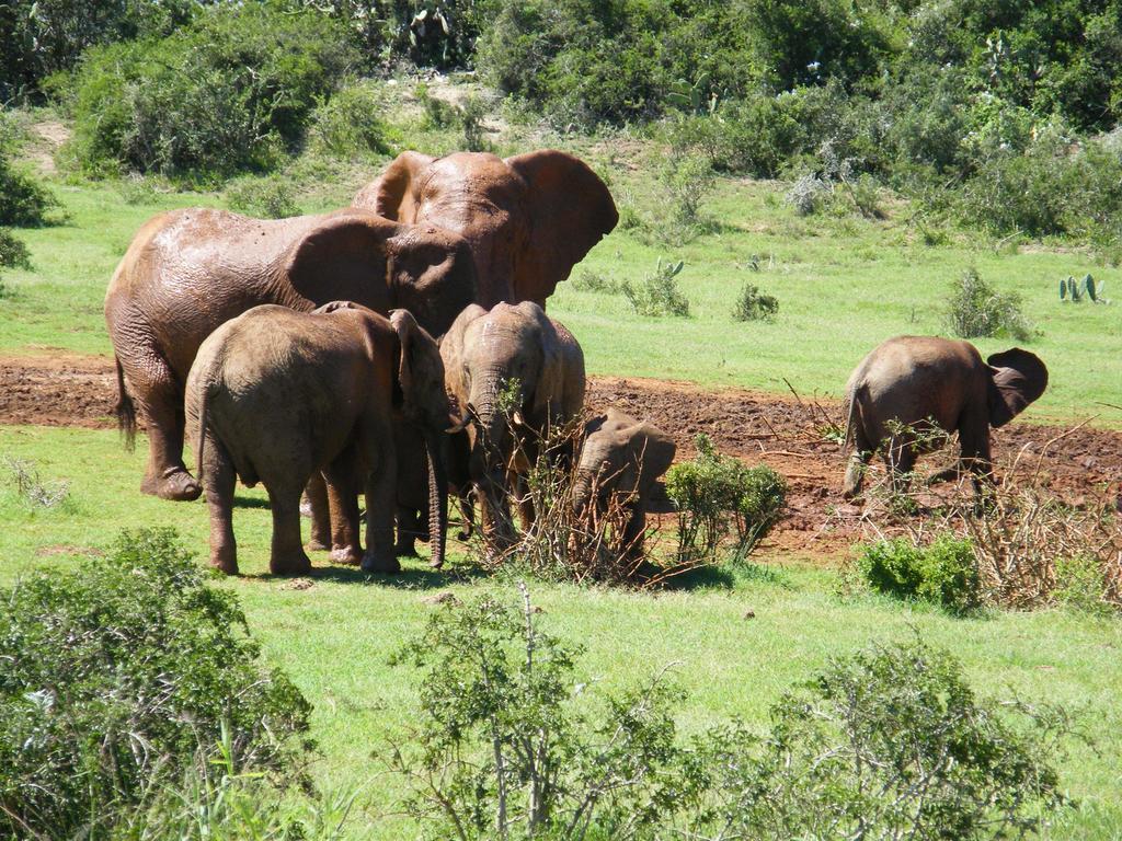 Kudu Ridge Game Lodge Addo Dış mekan fotoğraf
