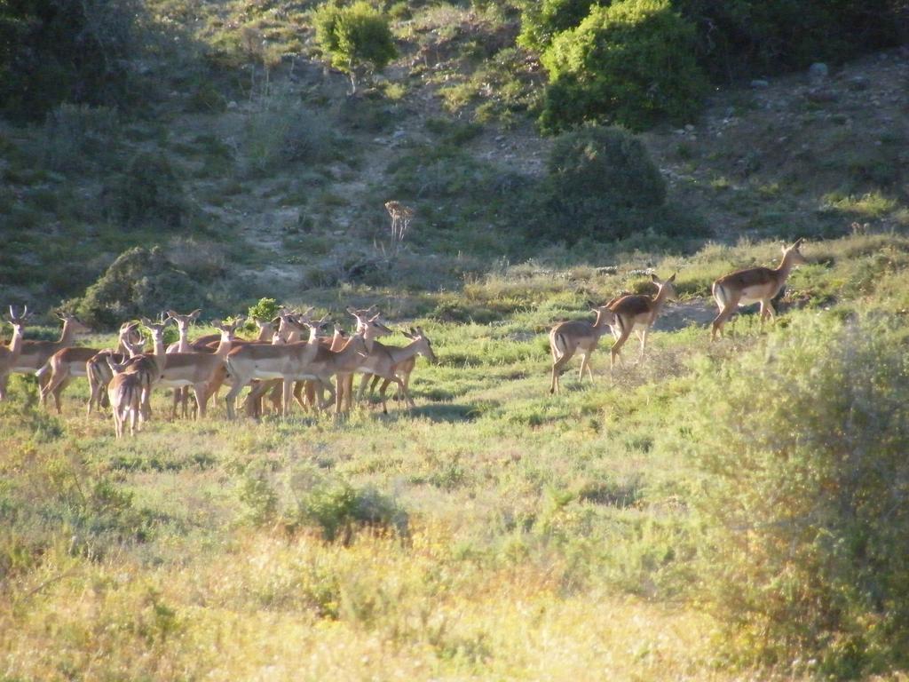 Kudu Ridge Game Lodge Addo Dış mekan fotoğraf