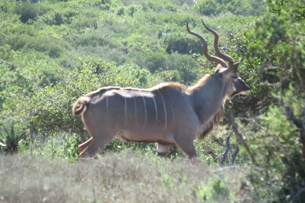 Kudu Ridge Game Lodge Addo Dış mekan fotoğraf