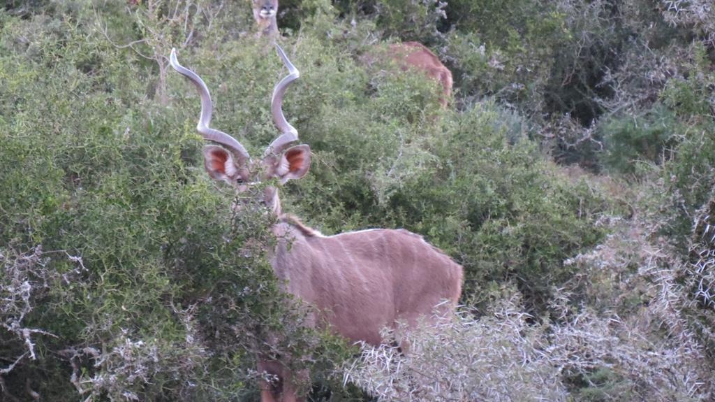 Kudu Ridge Game Lodge Addo Dış mekan fotoğraf