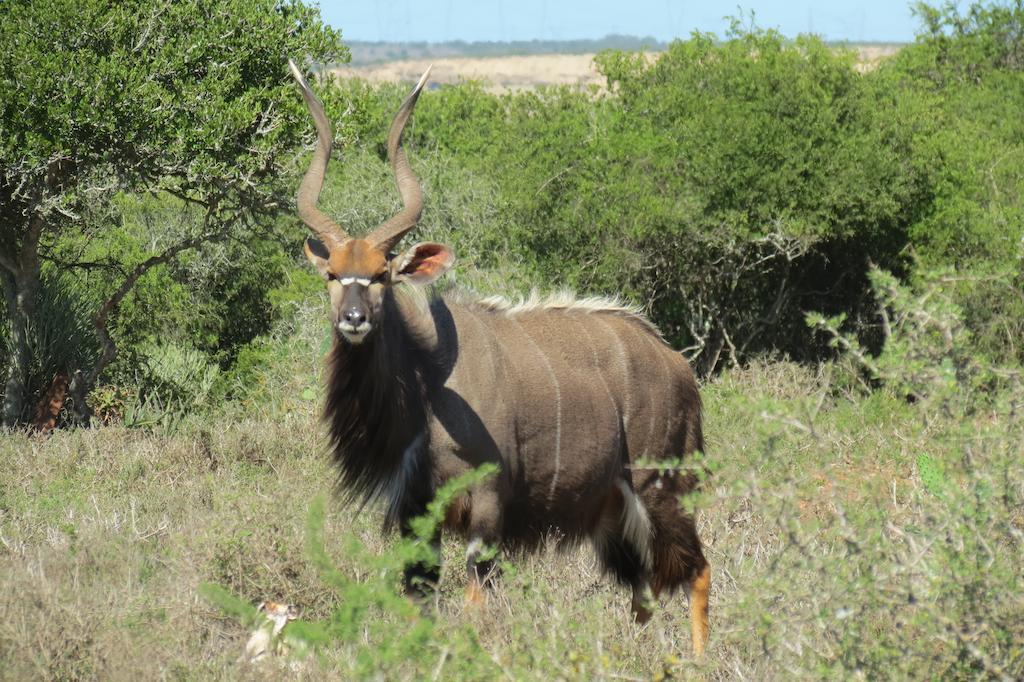 Kudu Ridge Game Lodge Addo Dış mekan fotoğraf