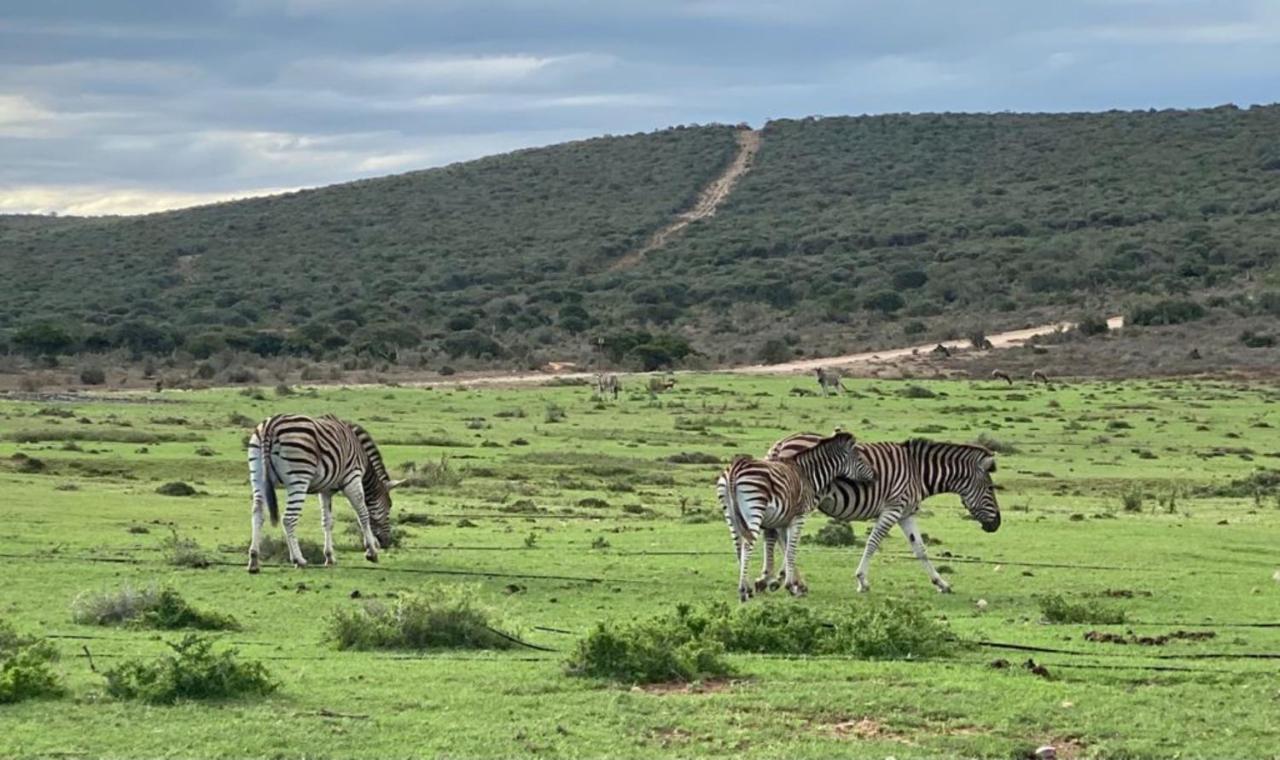 Kudu Ridge Game Lodge Addo Dış mekan fotoğraf