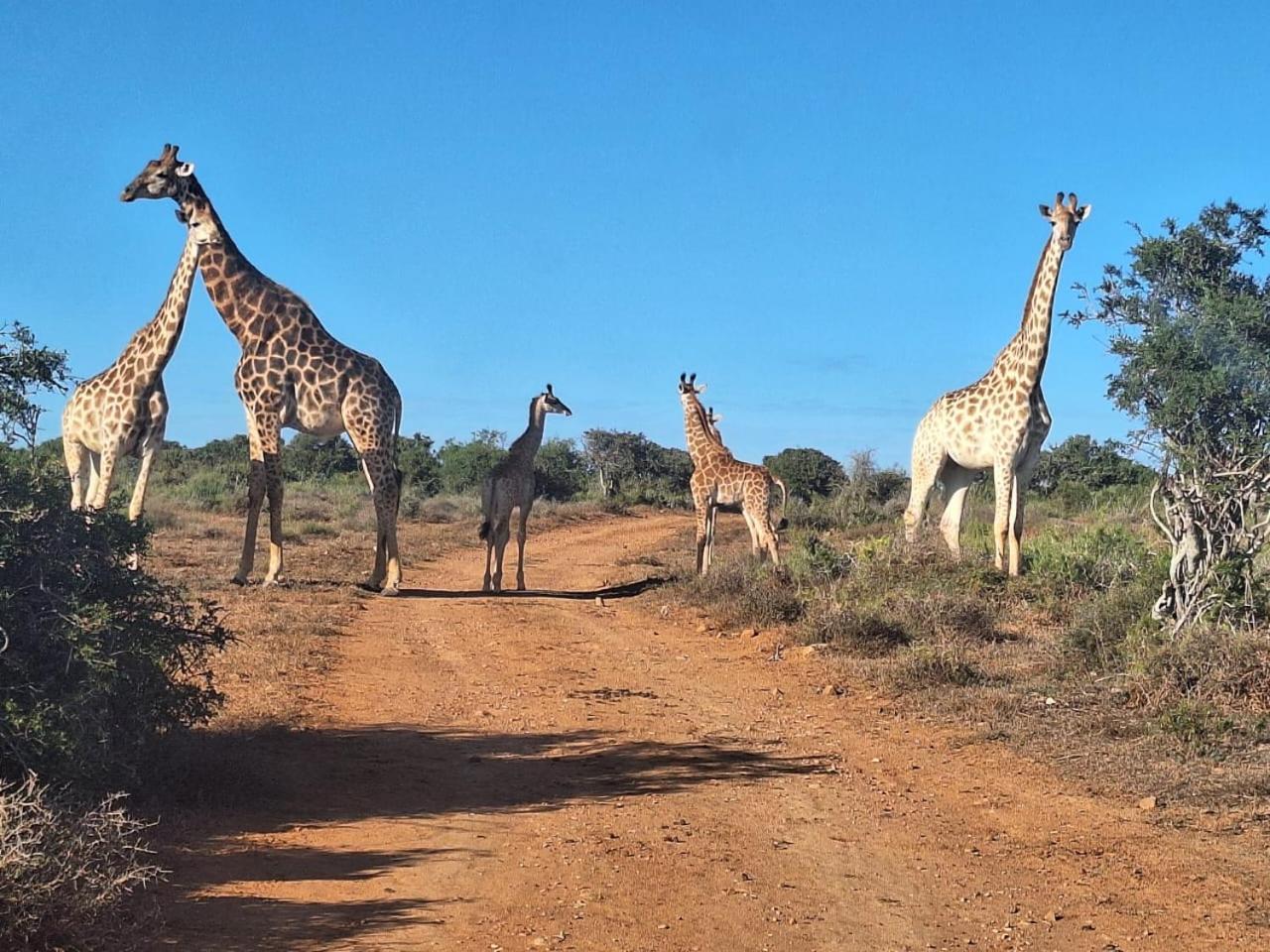 Kudu Ridge Game Lodge Addo Dış mekan fotoğraf