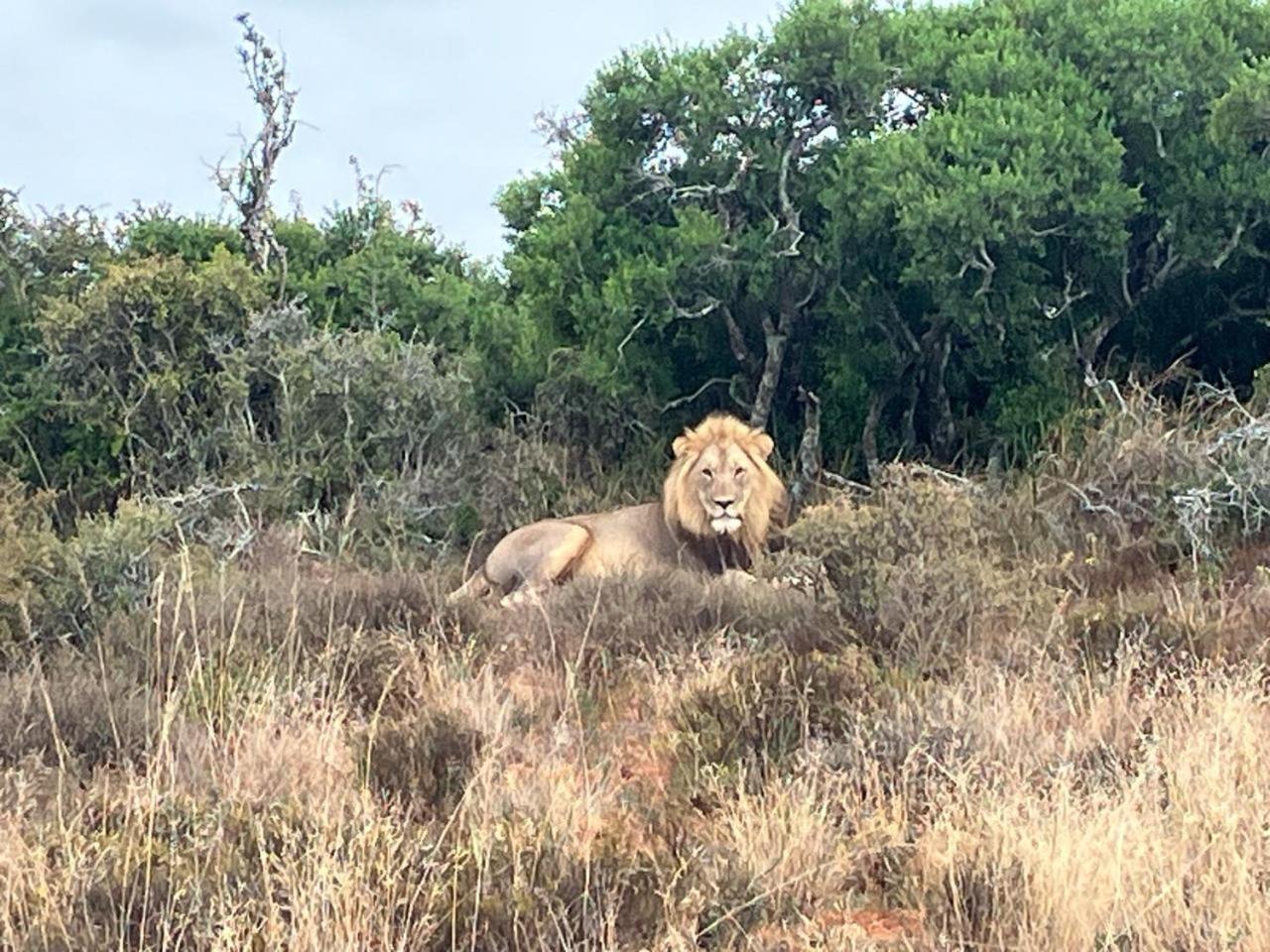 Kudu Ridge Game Lodge Addo Dış mekan fotoğraf
