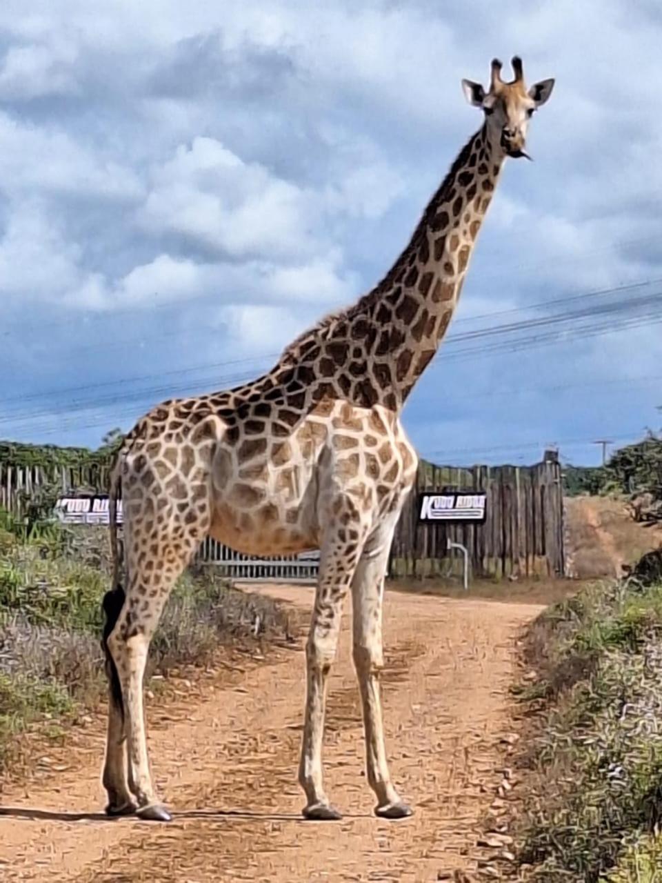 Kudu Ridge Game Lodge Addo Dış mekan fotoğraf