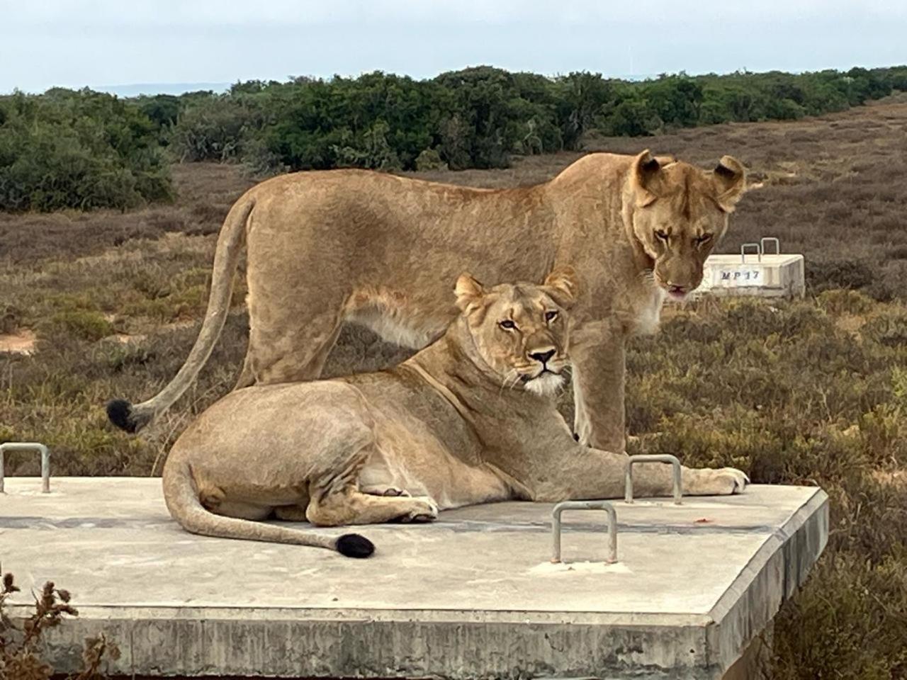 Kudu Ridge Game Lodge Addo Dış mekan fotoğraf