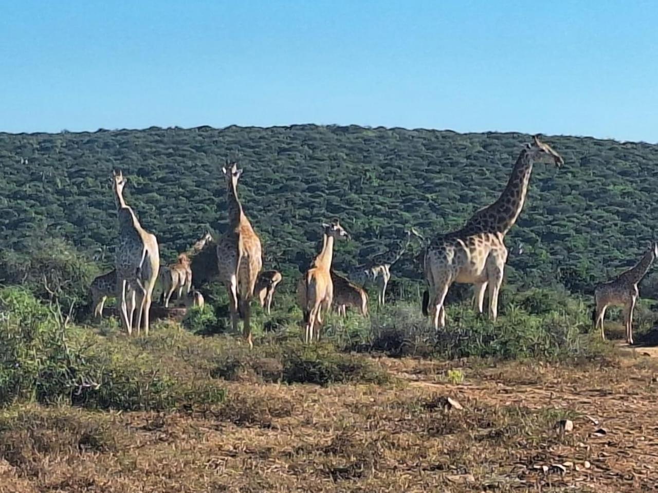 Kudu Ridge Game Lodge Addo Dış mekan fotoğraf