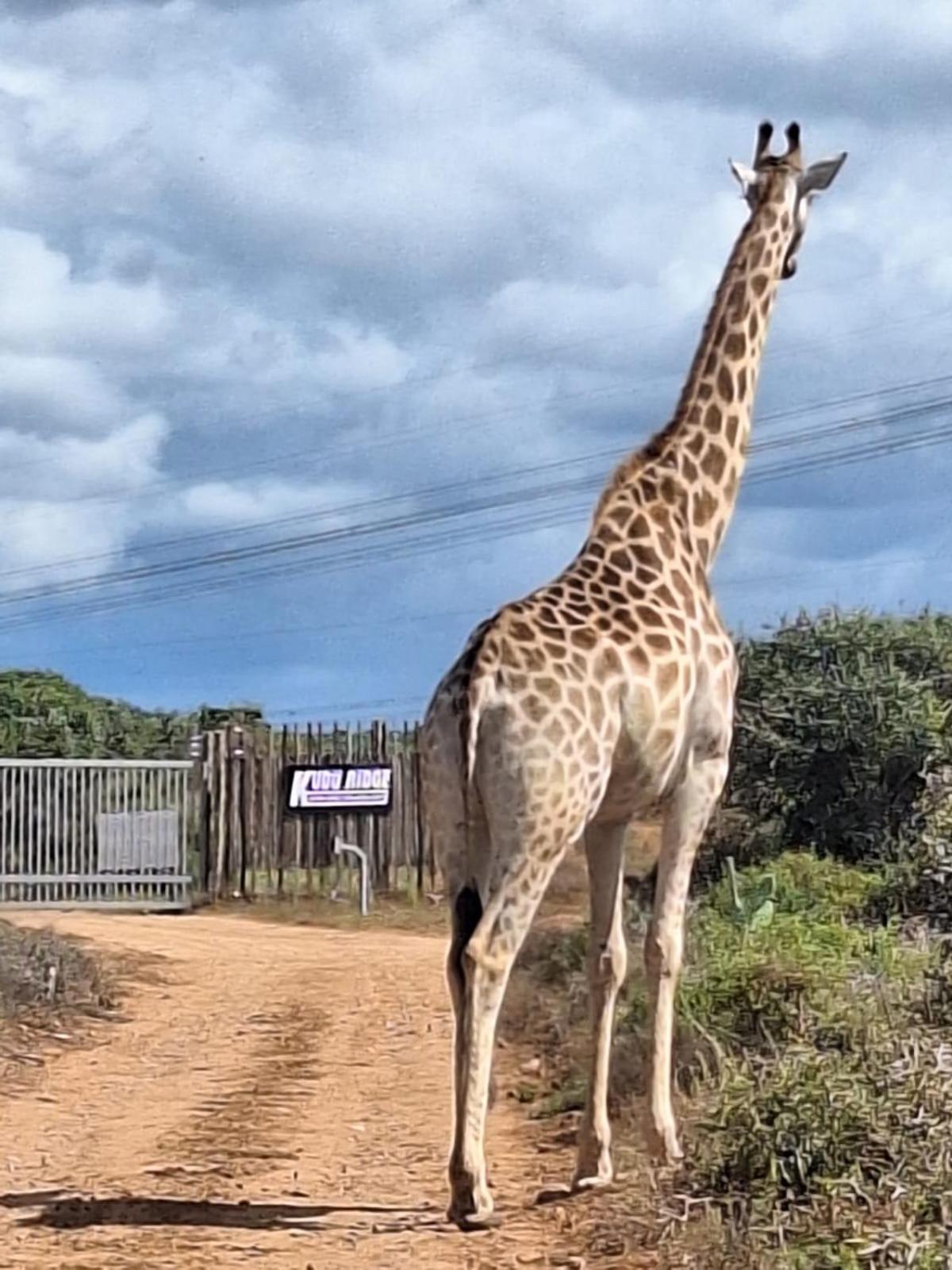 Kudu Ridge Game Lodge Addo Dış mekan fotoğraf