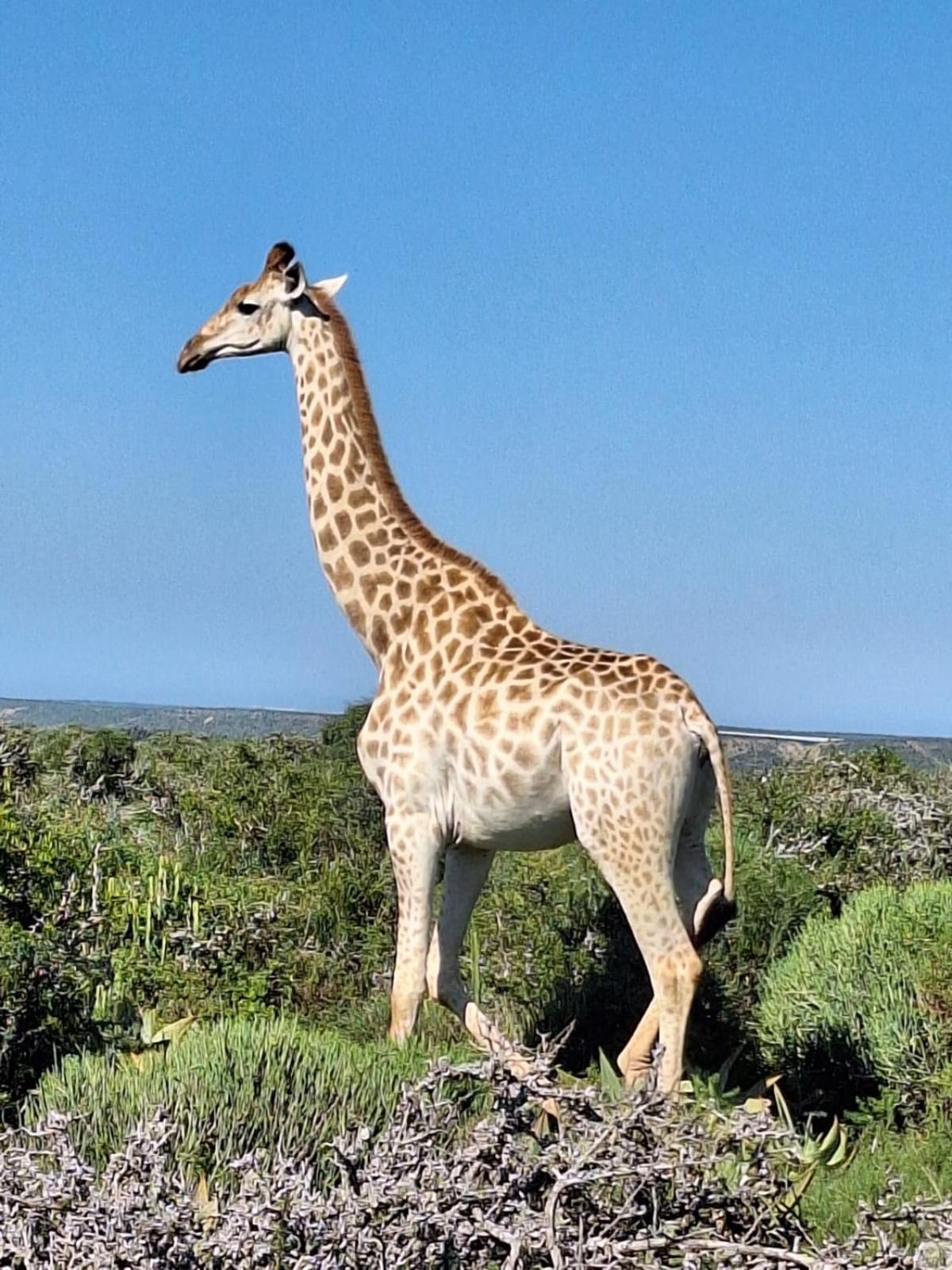 Kudu Ridge Game Lodge Addo Dış mekan fotoğraf