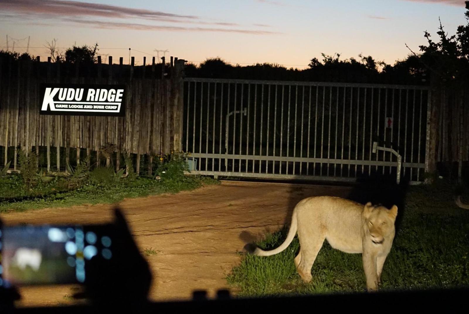 Kudu Ridge Game Lodge Addo Dış mekan fotoğraf