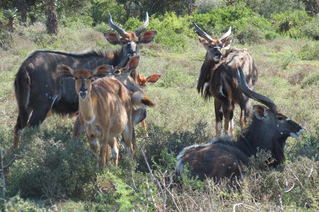 Kudu Ridge Game Lodge Addo Dış mekan fotoğraf