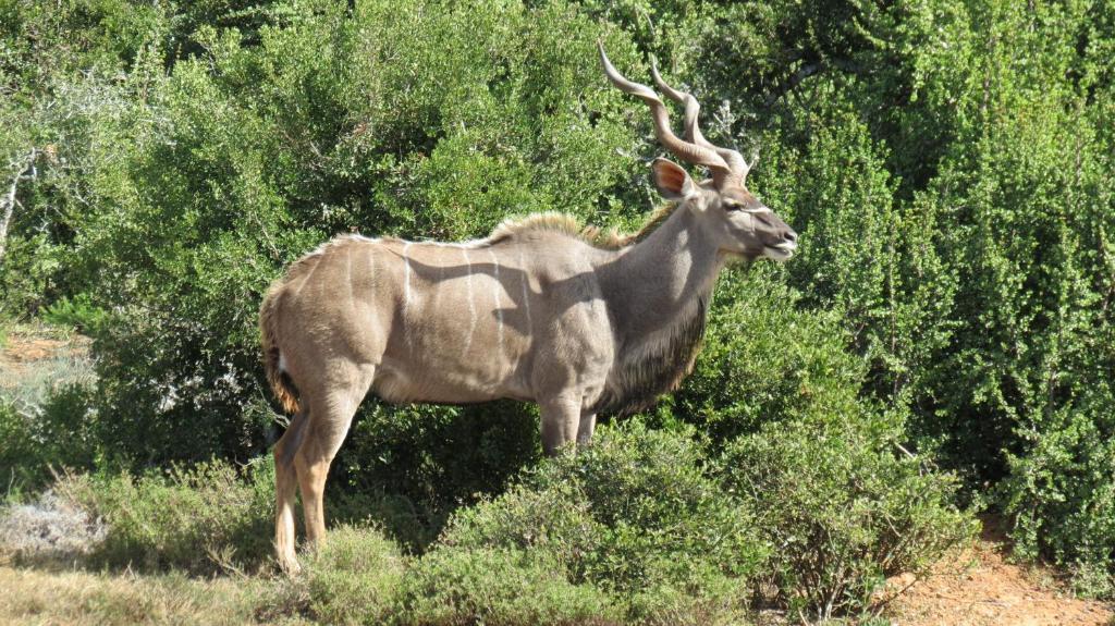 Kudu Ridge Game Lodge Addo Dış mekan fotoğraf